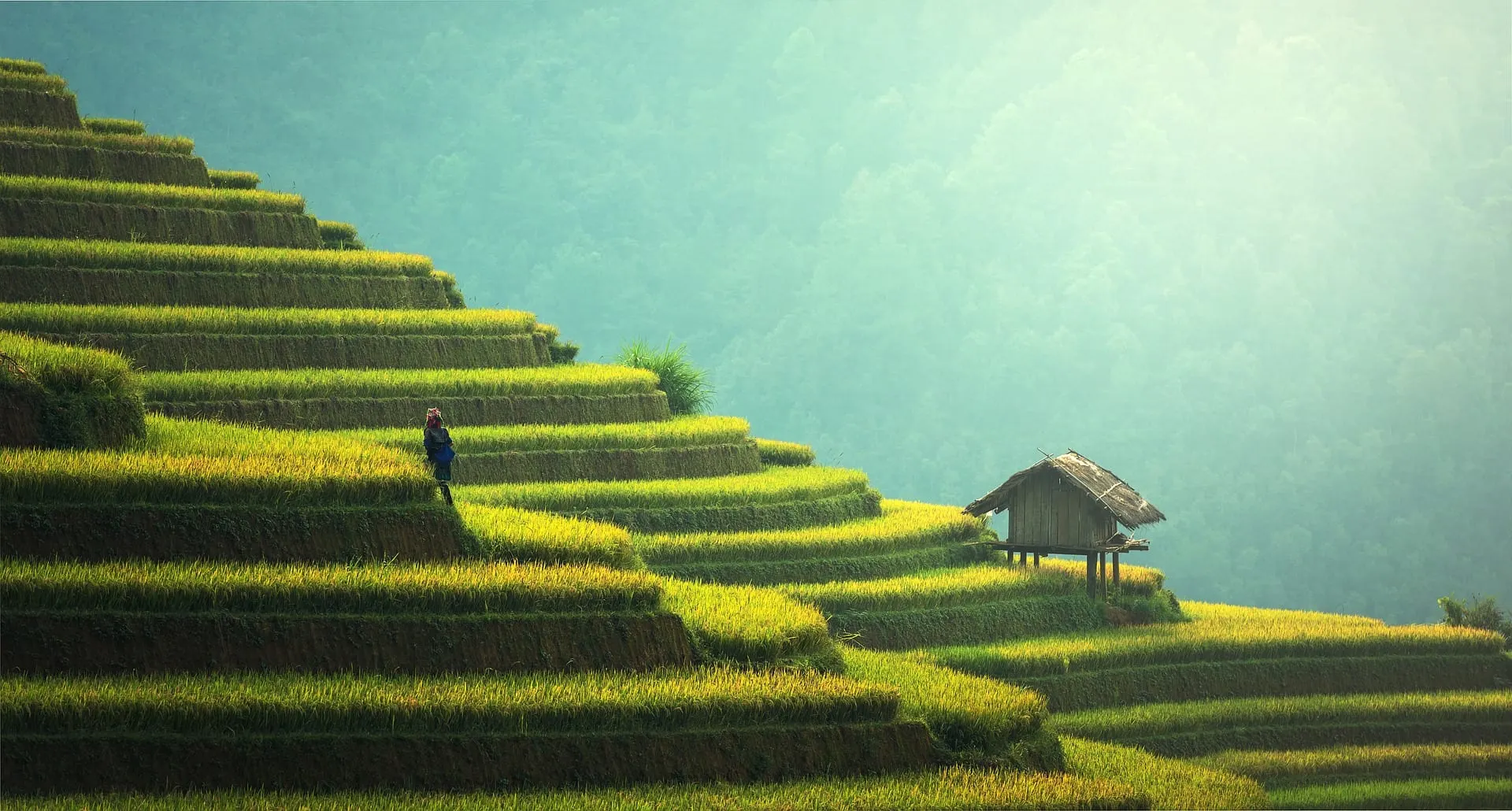 Lush green rice terraces with a small hut on the hillside